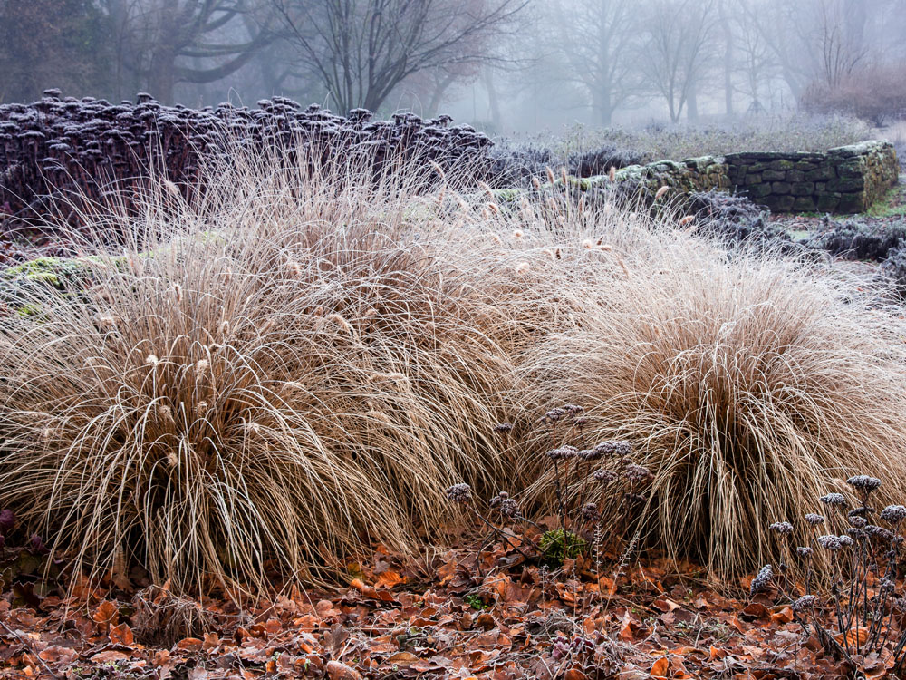 Gräser im Staudenbeet im Winter-Stadtgarten Bottrop