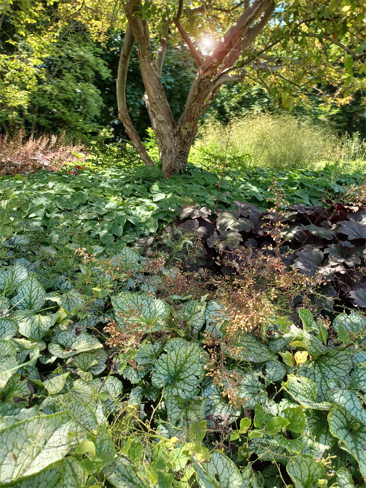 Schatten-Brunnera_2024-02-06_1000px