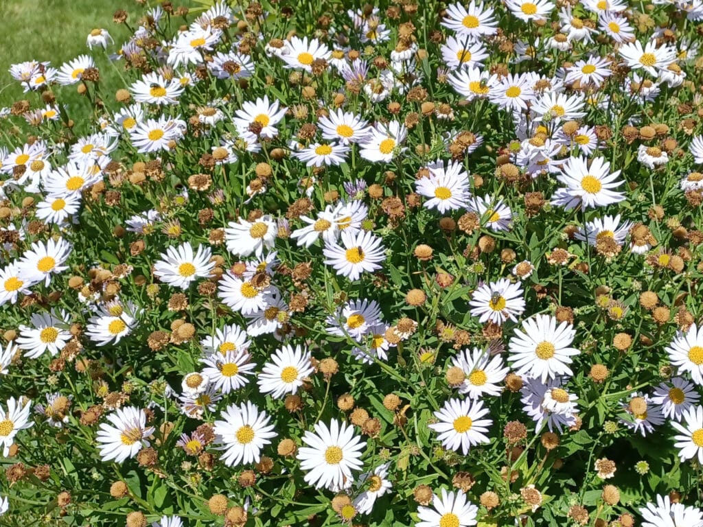 weiße, zart lila farbene Blüten der Schönaster, Kalimeris incisa Madiva